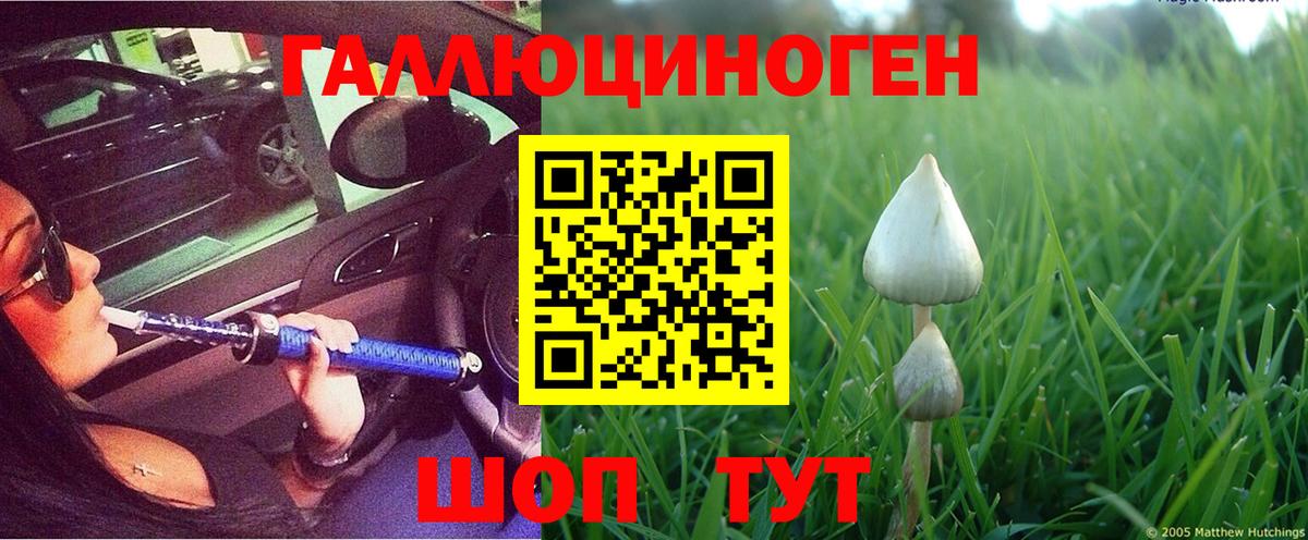 Псилоцибиновые грибы Cubensis Сунжа